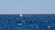 IMG_1622.jpg