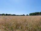 IMG_5176.jpg