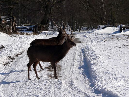 Klik for at se fuld størrelse billede